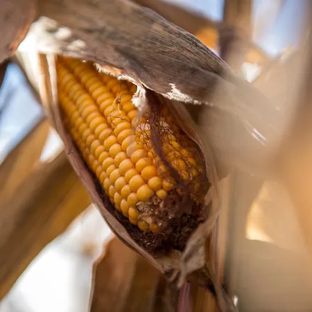 Bio Trnulja リュブリャナ