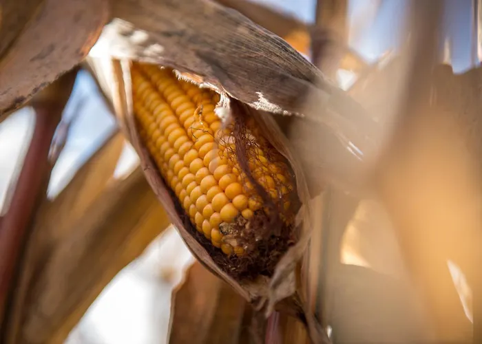 Bio Trnulja Ljubljana